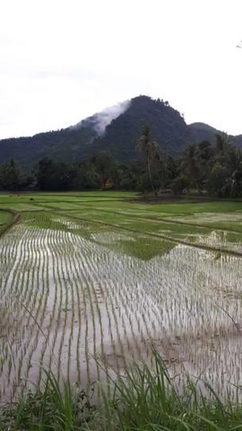 Bancah/sawah